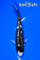5" GINRIN MATSUKAWABAKE