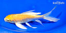 6.5" YAMABUKI OGON BUTTERFLY