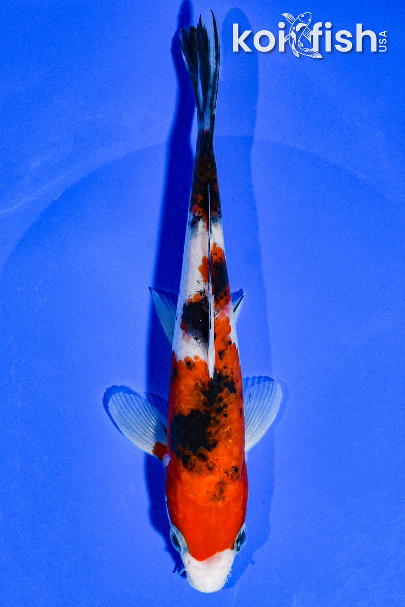 6.5" SANKE