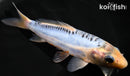 6.25" SHUSUI