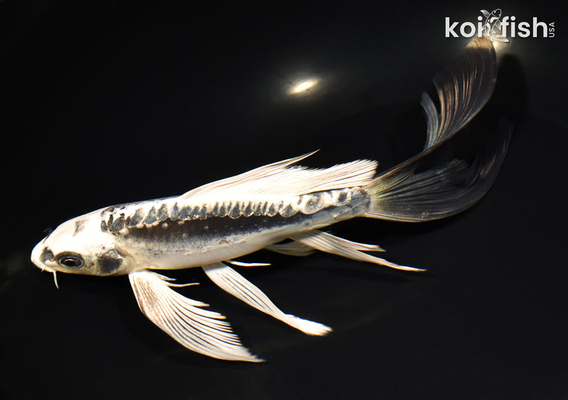 8" KIKOKURYU BUTTERFLY