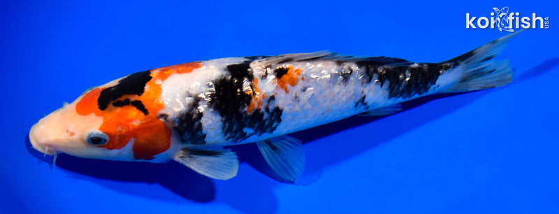 8" GINRIN SHOWA