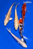 PACK OF (5) 4.25-4.75" STANDARD KOI