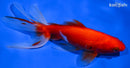 6.25" WATONAI GOLDFISH