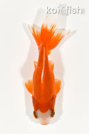4" WAKIN GOLDFISH