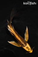 5" ARAGOKE BENI KIKOKURYU BUTTERFLY