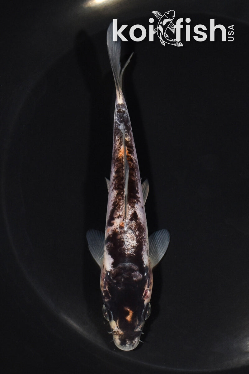 5.5" BENI KUMONRYU