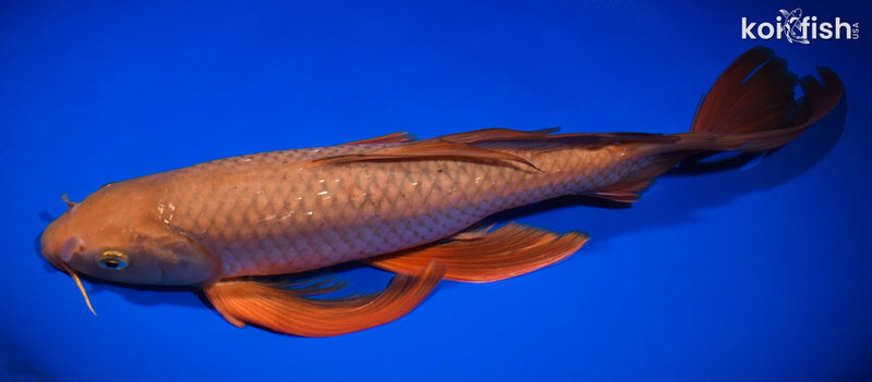 15" CHAGOI BUTTERFLY