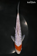 7.25" DOITSU OCHIBA SHIGURE