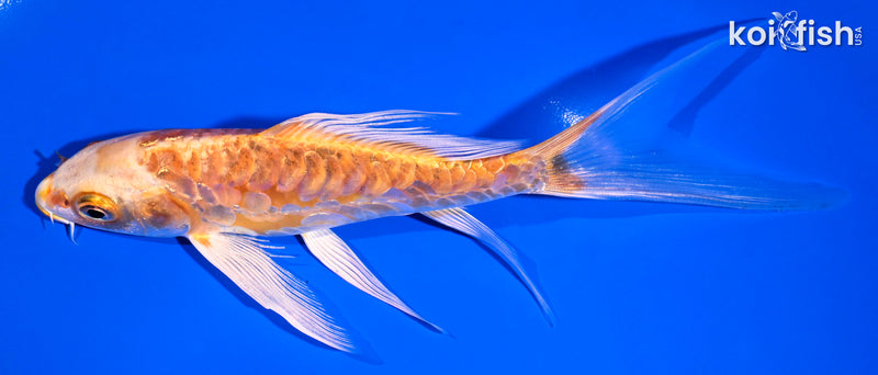 6.25" ARAGOKE ORENJI OGON BUTTERFLY