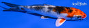 5.25" YAMATO NISHIKI