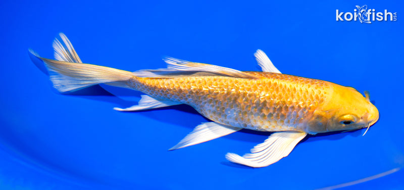 8.5" GINRIN HARIWAKE BUTTERFLY