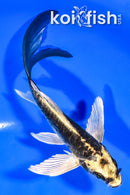 6.25" ARAGOKE KABUTO BUTTERFLY