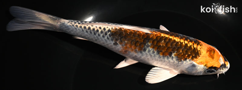 7.25" KUJAKU