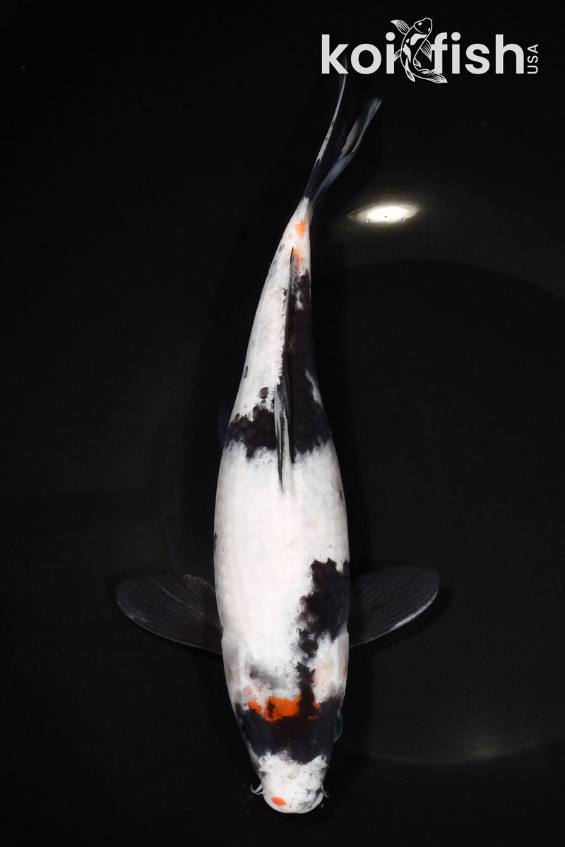 8.5" SHIRO UTSURI