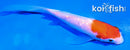 4.5" GINRIN KOHAKU BUTTERFLY