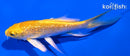 4.5" GINRIN YAMABUKI OGON BUTTERFLY