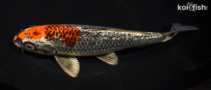 7.75" GINRIN BENI GINGA