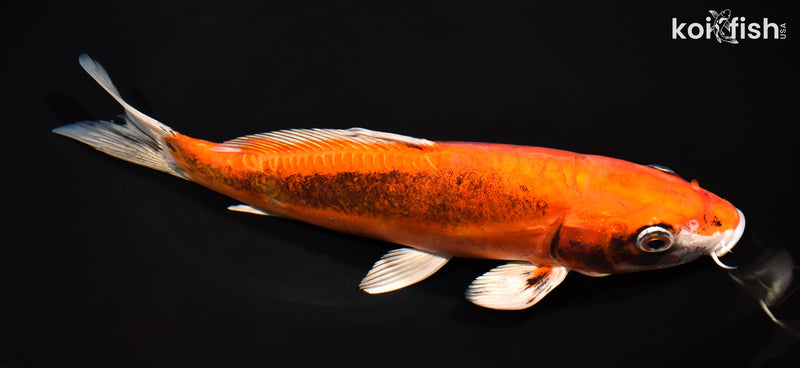10" BENI KIKOKURYU