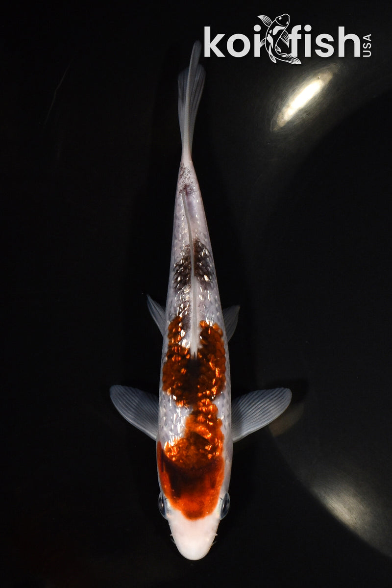 5.5" GINRIN GOROMO