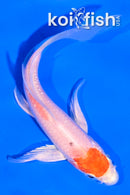 5" TANCHO HARIWAKE BUTTERFLY