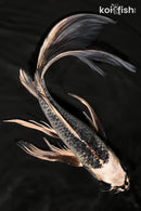 9.5" GIN MATSUBA BUTTERFLY