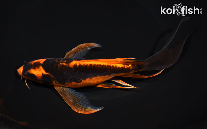 7.75" ARAGOKE BENI KIKOKURYU BUTTERFLY
