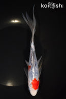 8.25" SHUBUNKIN GOLDFISH