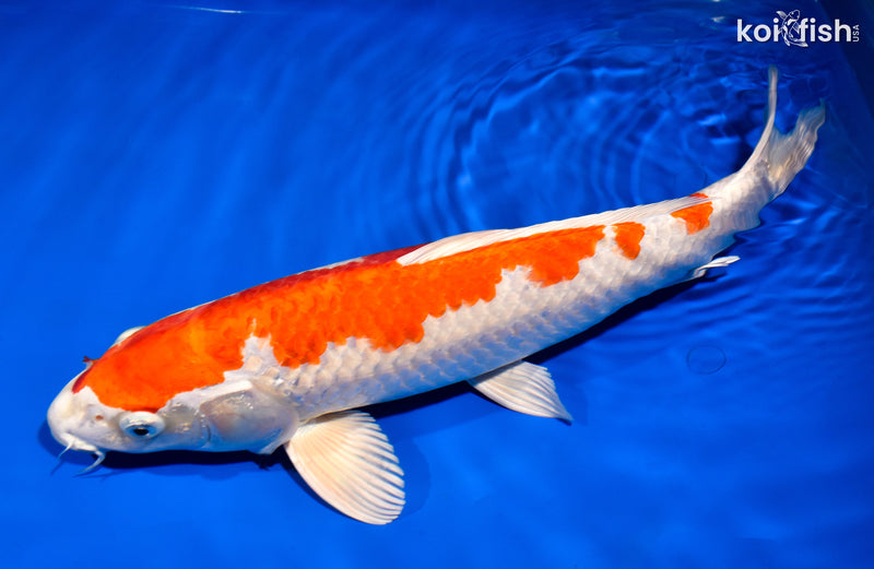 14.5" HARIWAKE