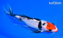 8.75" KUCHIBENI SANKE BUTTERFLY