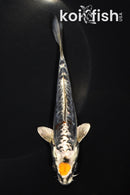 5.25" ARAGOKE MARUTEN BENI KIKOKURYU