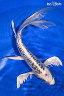 10.75" DOITSU GIN MATSUBA BUTTERFLY