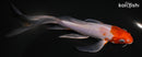 6" OCHIBA SHIGURE BUTTERFLY