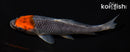 5.75" TANCHO GOSHIKI