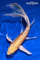 10.5" DOITSU YAMABUKI OGON BUTTERFLY