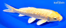 6.75" GINRIN YAMABUKI OGON