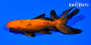 5.5" WATONAI GOLDFISH