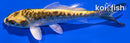 4.5" KIN KIKOKURYU