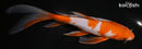 7.75" OCHIBA SHIGURE BUTTERFLY