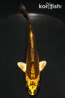4.75" KIN KIKOKURYU