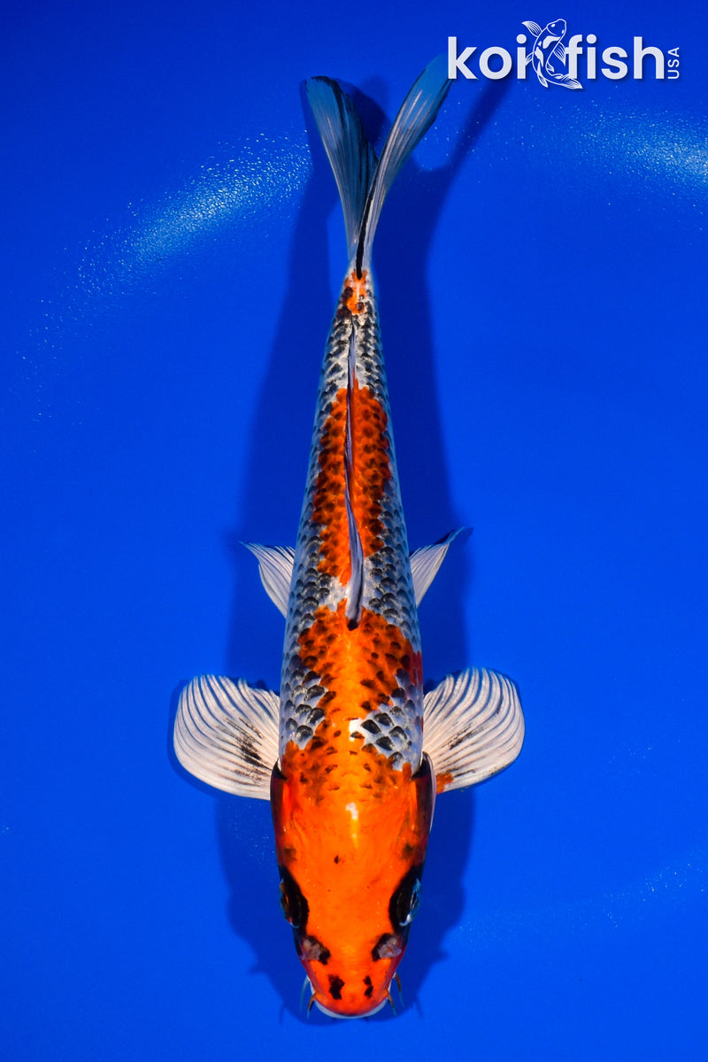 10.75" BENI GINGA