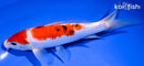 8" SANKE