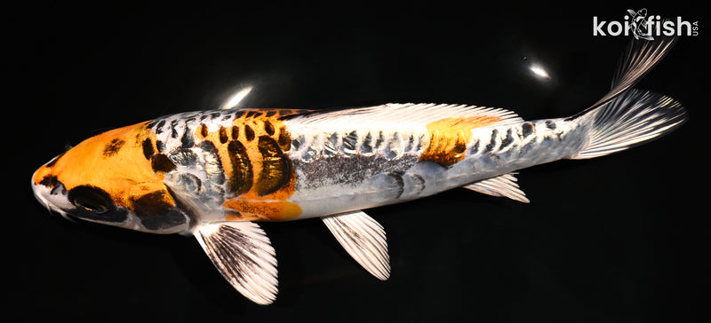 8.75" GINRIN ARAGOKE BENI KIKOKURYU