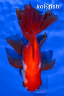 5.25" WATONAI GOLDFISH