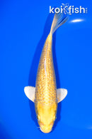 7.25" GINRIN YAMABUKI OGON