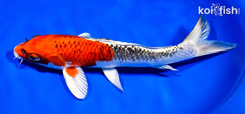 9.5" KUJAKU