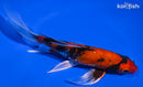 6.5" HI SHOWA BUTTERFLY