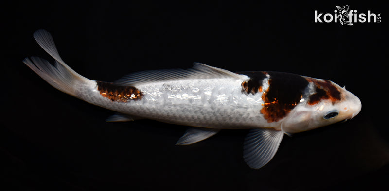 7.5" GINRIN GOROMO