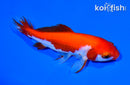 5" WAKIN GOLDFISH