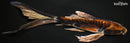 10.5" BENI KIKOKURYU BUTTERFLY